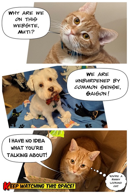 A three panel image laid out like a comic book, but using photos. The top panel shows a close-up ginger-colored tabby cat with her head tilted quizzically to the right. A voice balloon says: "Why are we on this website, Muti?" The middle panel shows a full-body shot neatly-groomed cream-colored Yorkshire terrier looking up from a blanket on the floor of a room. A voice balloon says: "We are unburdened by common sense, Saison!" The bottom panel shows the ginger-colored tabby again, but this time looking up from a big shopping bag sitting on the floor. A speech balloon says: "I have no idea what you're talking about." A thought balloon says: "You're a funny looking cat." A headline label says: "Keep watching this space!"